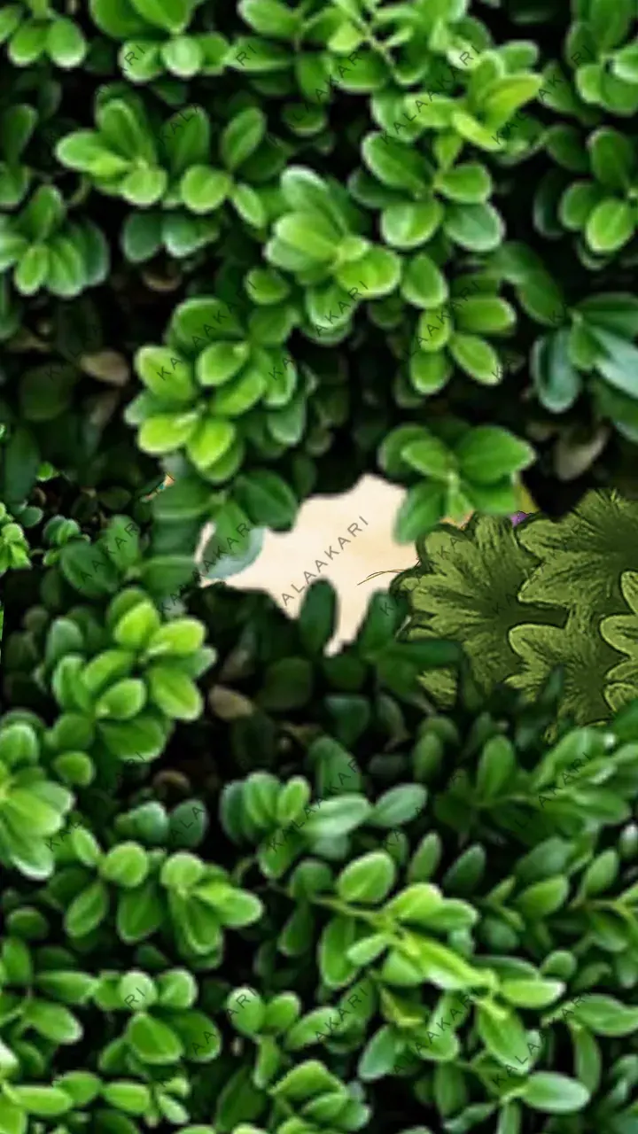 Save The Date Video for Unique Wedding Announcement