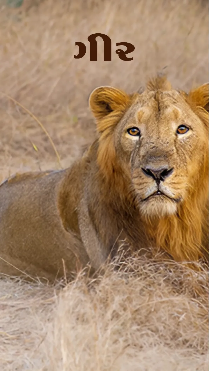 1 May Gujarat Day Video Status Download for Celebration