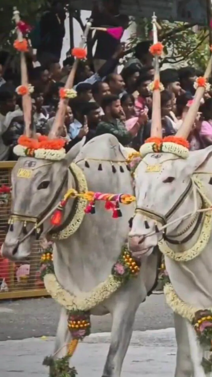 Bail Pola Status Video Marathi for Happy Festival Wishes