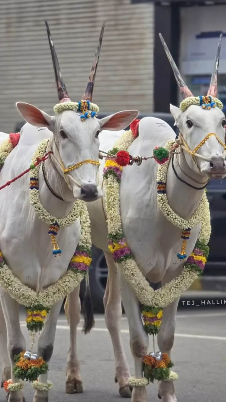 Bail Pola Status Video Marathi for Happy Festival Wishes