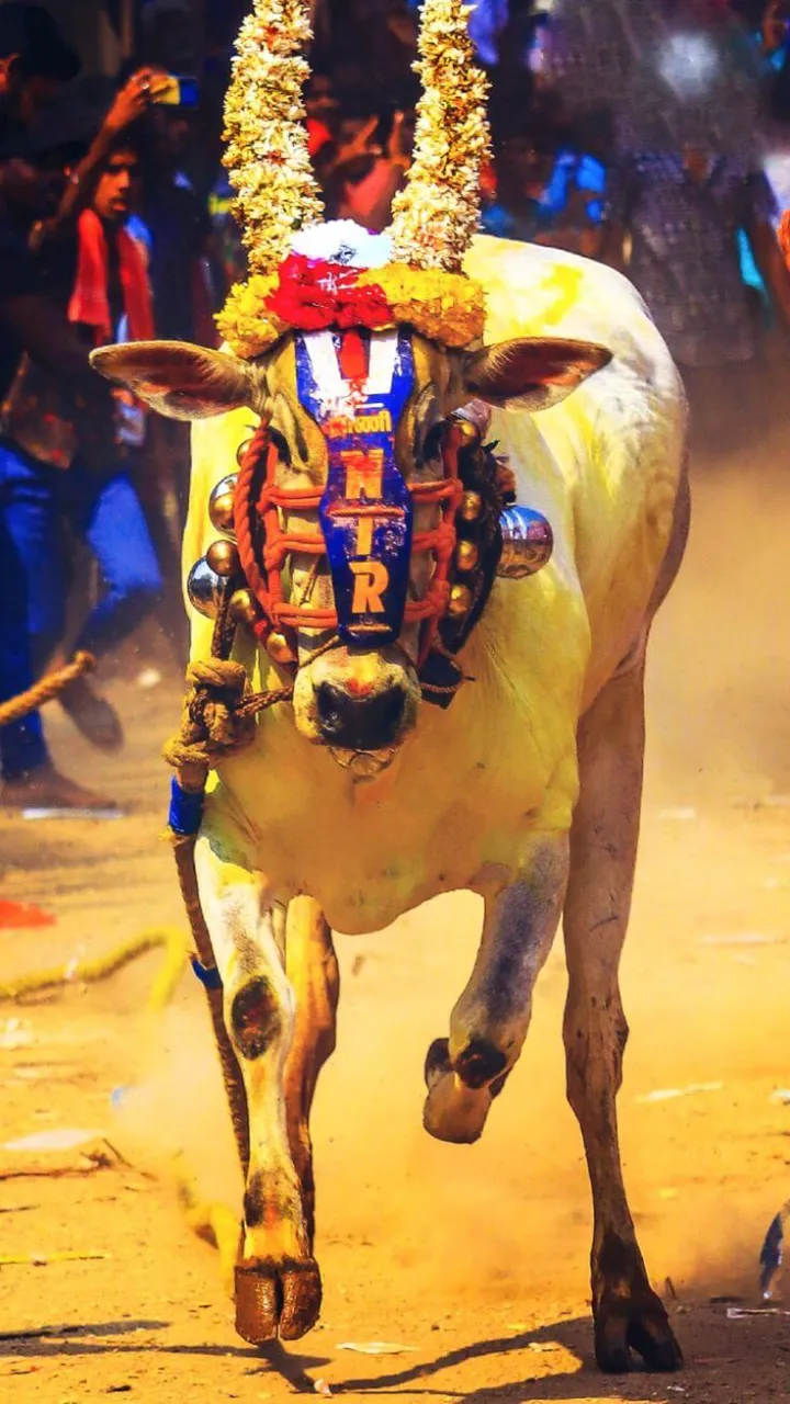 Bail Pola Status Video Marathi for Happy Festival Wishes