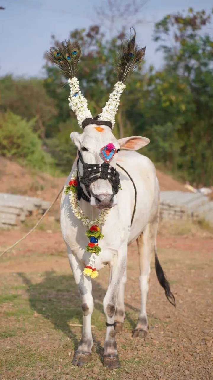 Bail Pola Status Video Marathi for Happy Festival Wishes