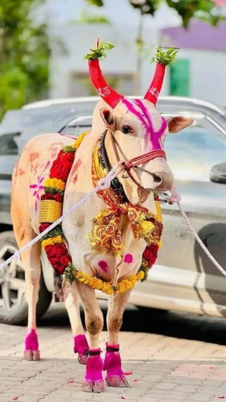 Bail Pola Status Video Marathi for Happy Festival Wishes