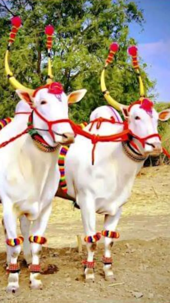 Bail Pola Status Video Marathi for Happy Festival Wishes
