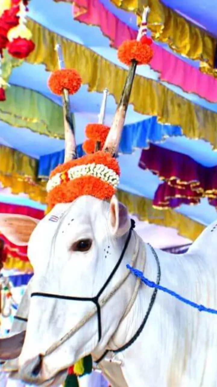 Bail Pola Status Video Marathi for Happy Festival Wishes